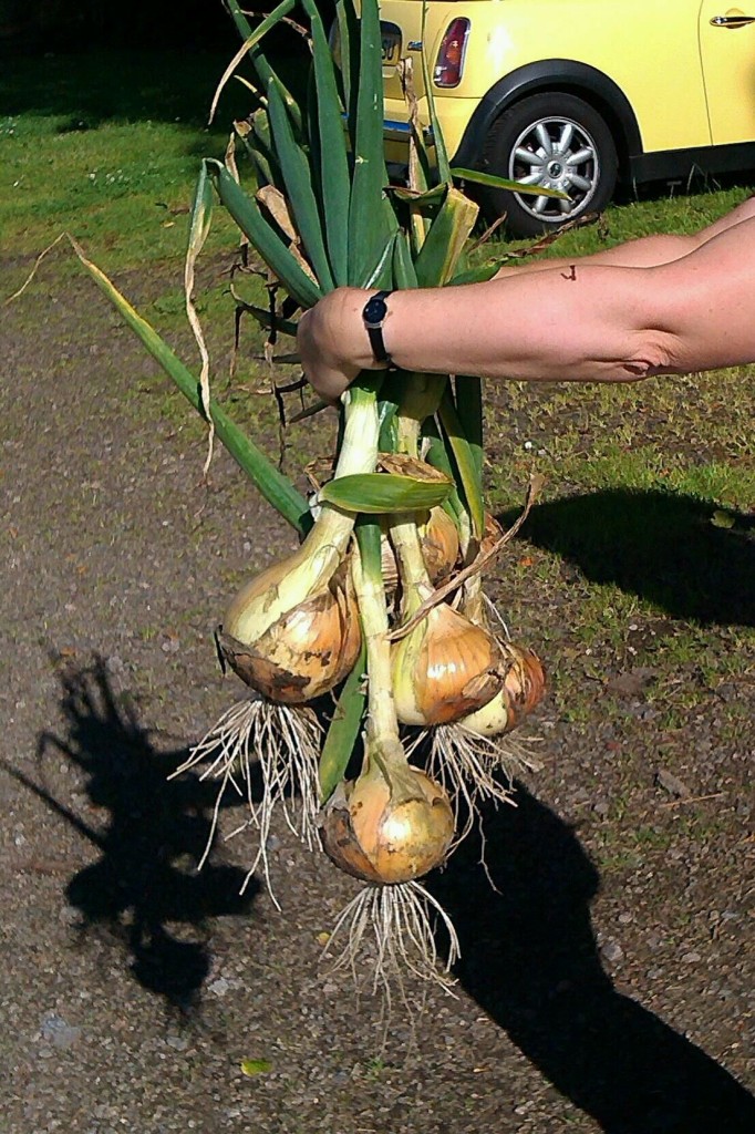 Wow! That's what I call an onion!