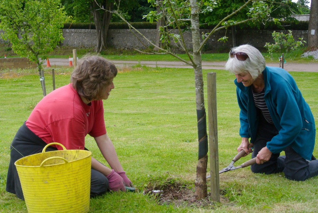 TLC for the Fruit Trees